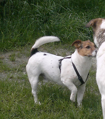 med_Odo - unharmonisches Gangbild nach Verletzung.jpg (423 x 480)